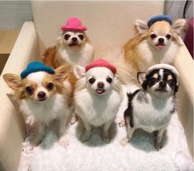 plus token中国官方